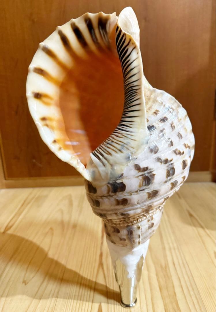 大型39.5㎝修験道法螺貝　山伏　密教　魔除け　熊よけ❣️ホラガイ　ほら貝 修験道法螺貝36㎝ 山伏 密教 魔除け 熊よけ❣️ホラガイ ほら貝 - メルカリ