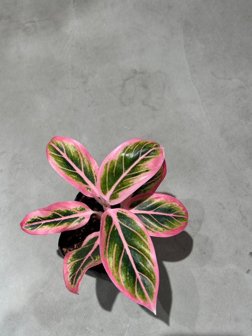 アグラオネマ　ロータスディライト