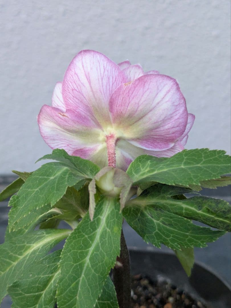 広瀬園芸】クリスマスローズ ソレイユ系ピンクグラデーション多弁花