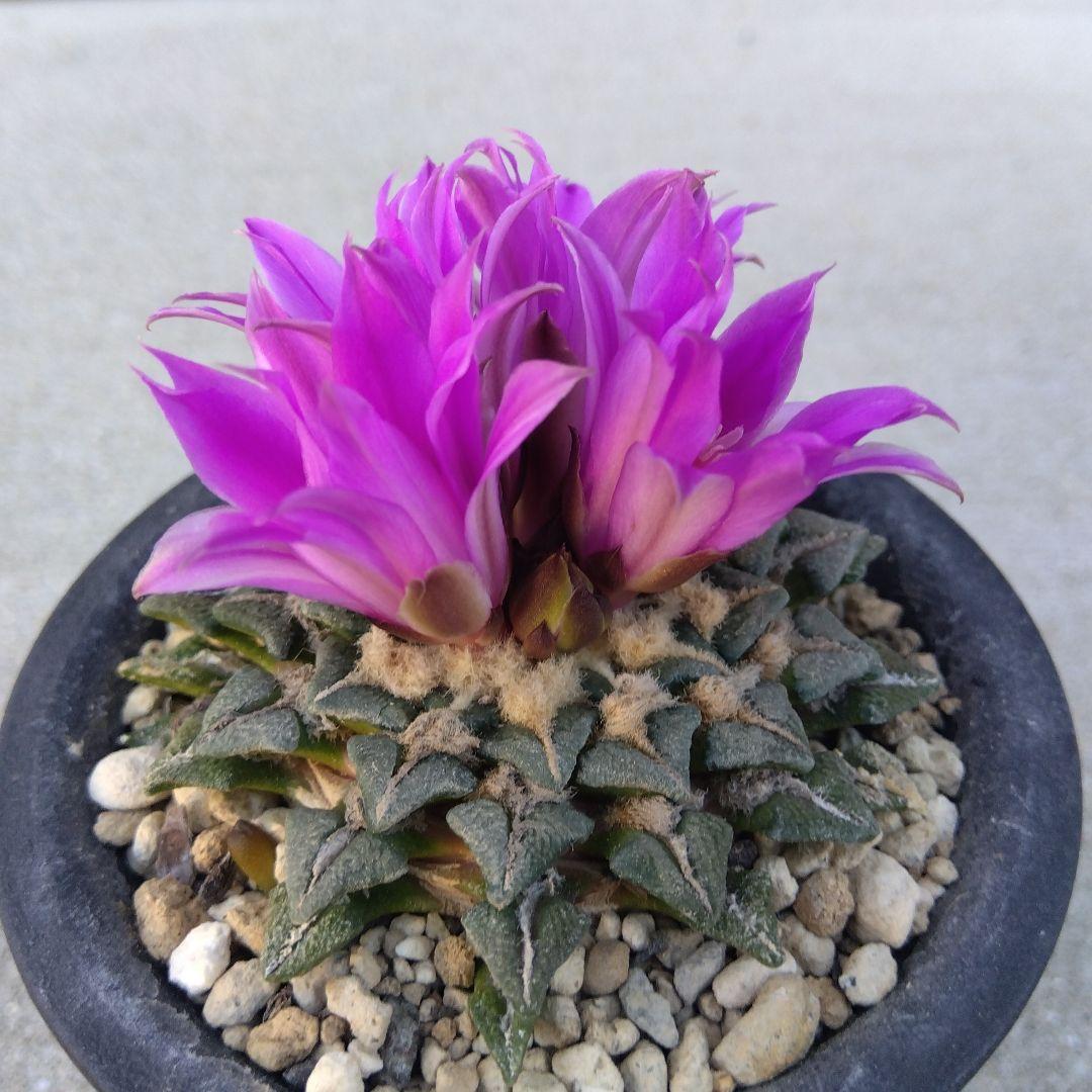 ☆サボテン 黒牡丹 自家繁殖苗 実生苗 鉢付き速達配送 - メルカリ