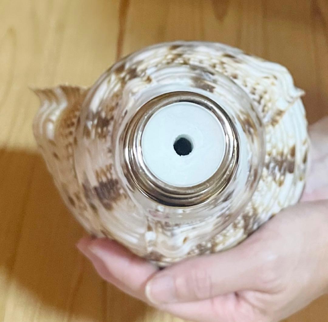 修験道法螺貝37㎝ 密教山伏熊よけ魔除けほら貝ホラガイ