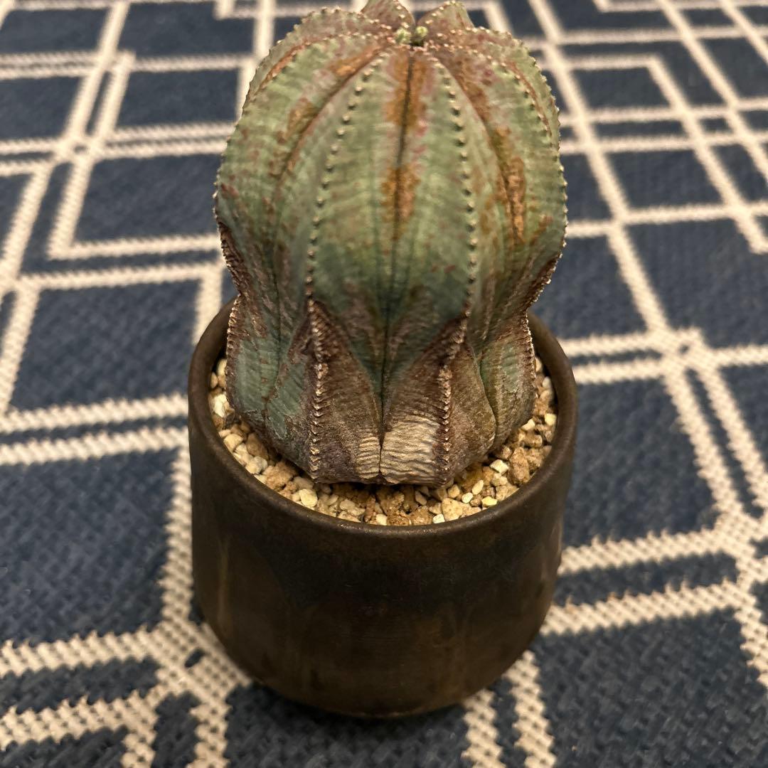 おらいさん苗ミックスベリア No.064 美紫妃 札付き