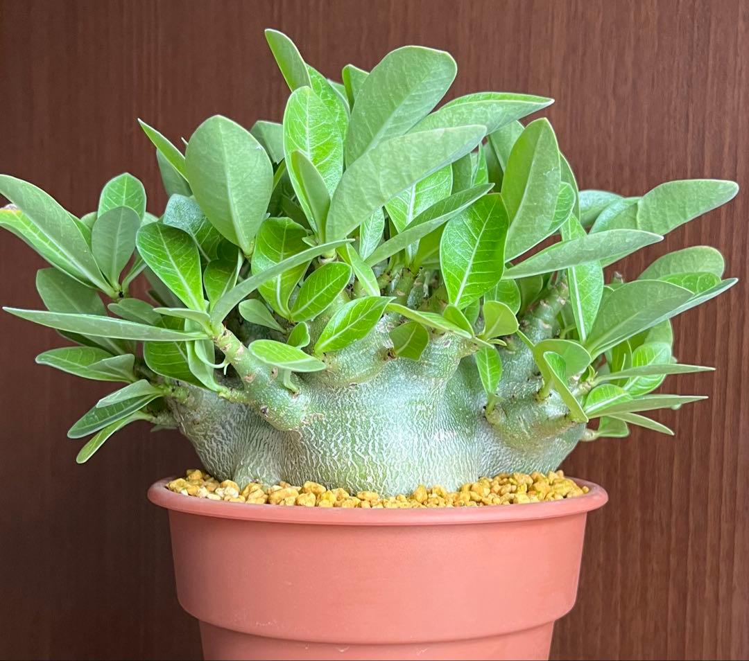 ポプリポップ【激レア/ドワーフ/超極太】アデニウム V2ハック鉢植えX-6