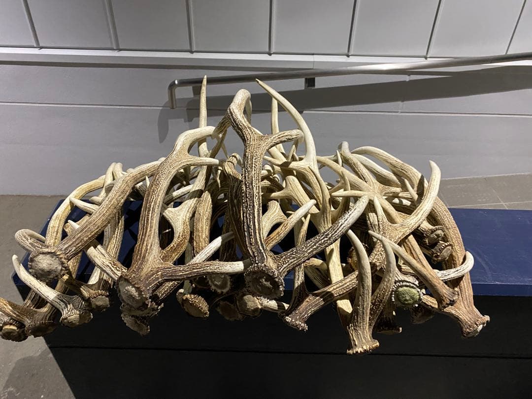 蝦夷鹿の角　58本分　ハネ品7本分無料 送料無料】 北海道蝦夷鹿の角 10㎝前後 200g分セット | REAN select