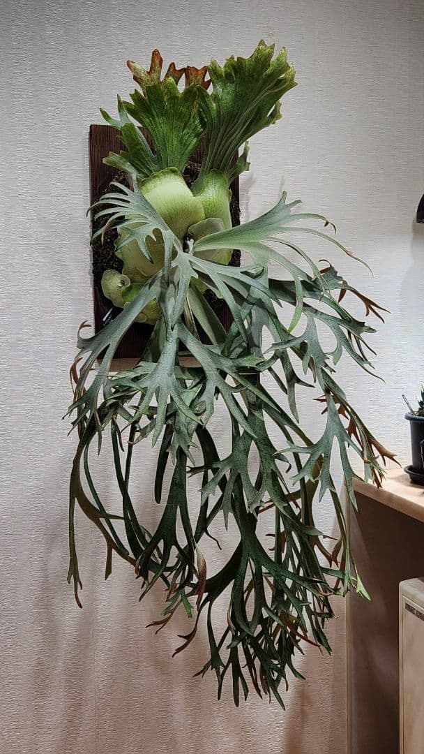 月光爪哇OC子株　ウィリンキー　ビカクシダ　willinckii ゲッコウジャワ