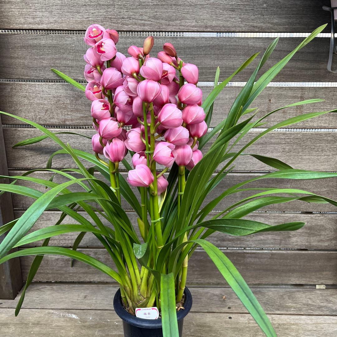 まみつわん　プロフ読んでね様 リクエスト 2点 まとめ商品　シンビジューム　萌香 ウェブショップふみか 京小袖3入: 香りをまとう【公式】お香の専門店