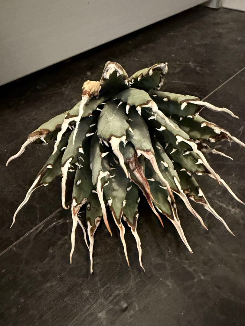 耐寒性アガベ エボリスピナ陽炎◇多肉サボテン ユタエンシス チタノタ