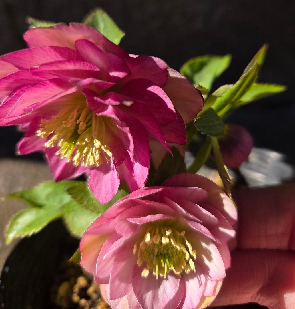 クリスマスローズ　フレグランス