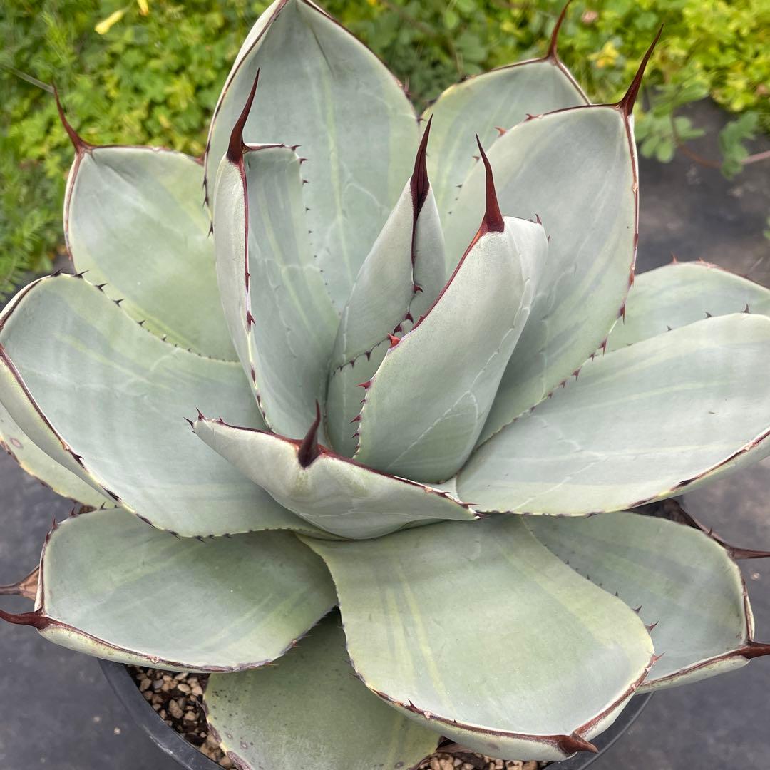 アガベ トランカータ錦 トリカラー ① 斑入り 墨斑 淡斑