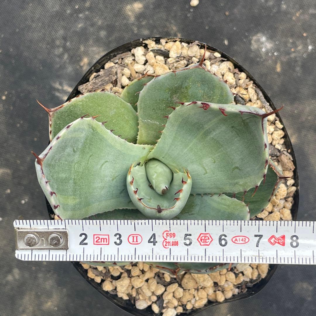 アガベ トランカータ錦 トリカラー ① 斑入り 墨斑 淡斑 - メルカリ