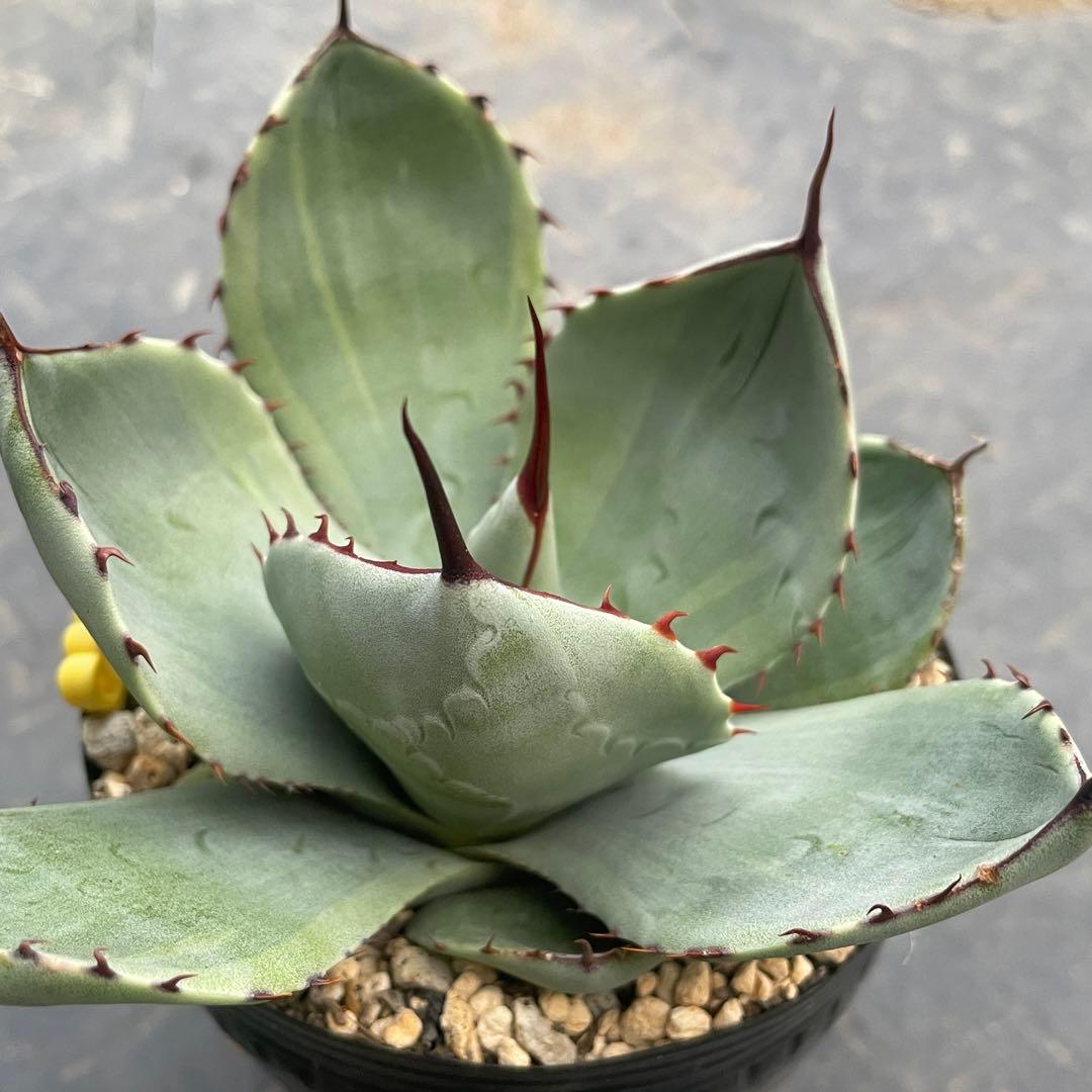 アガベ トランカータ錦 トリカラー ① 斑入り 墨斑 淡斑 - メルカリ