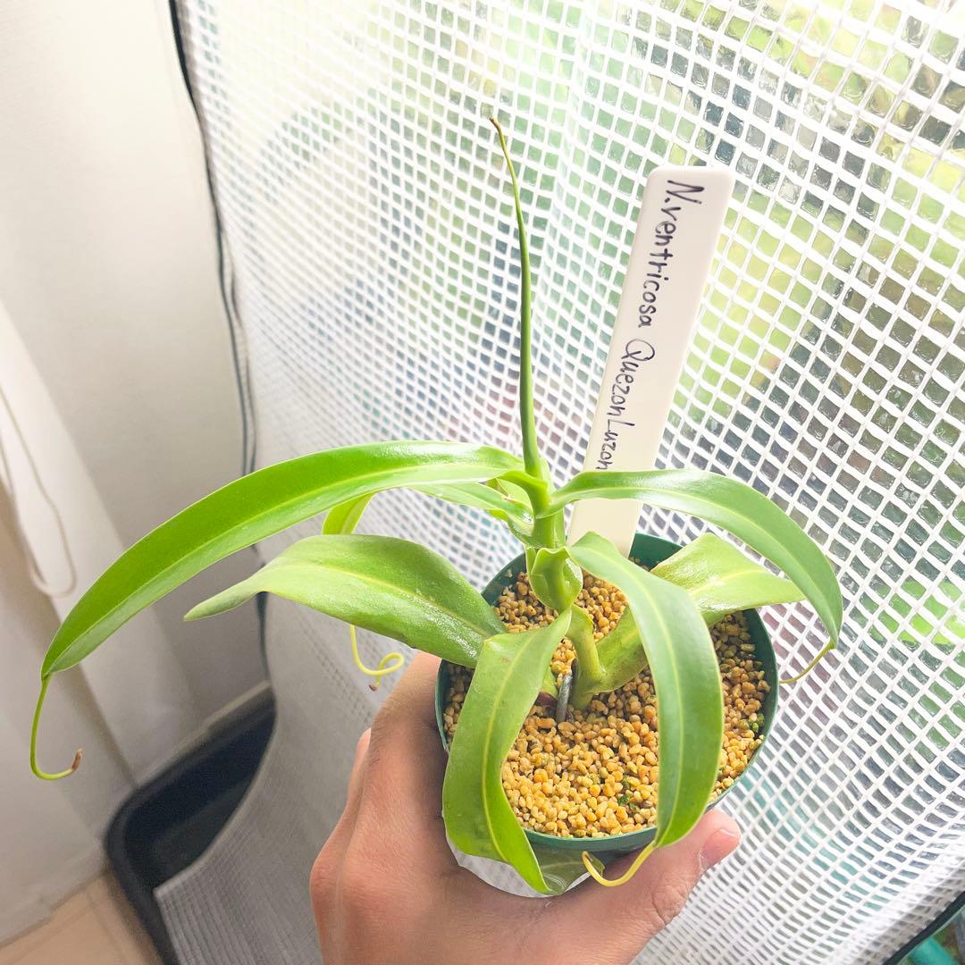 その他観葉植物 ventricosa Quezon luzon