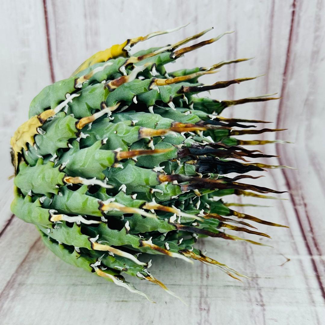 72 アガベ ユタエンシス エボリスピナ 黒棘 短棘 陽炎 ボール型 太棘 アガベ ユタエンシス エボリスピナ 実生 陽炎選抜 015 – linkplants