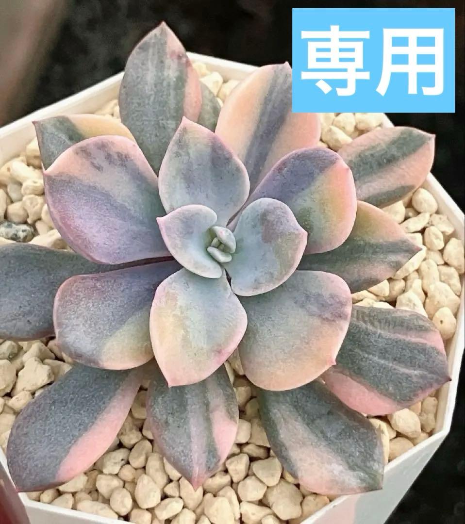 専用　多肉植物　デビー錦&リラシナ錦&ヘラ色錦&ロンギシマ覆輪錦