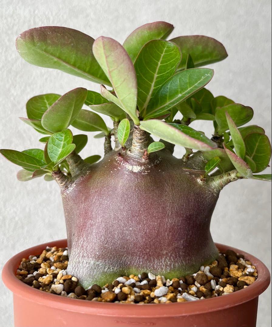 激レア/ブラックスキン/ドワーフ 】アデニウム スーパーレッド D-2