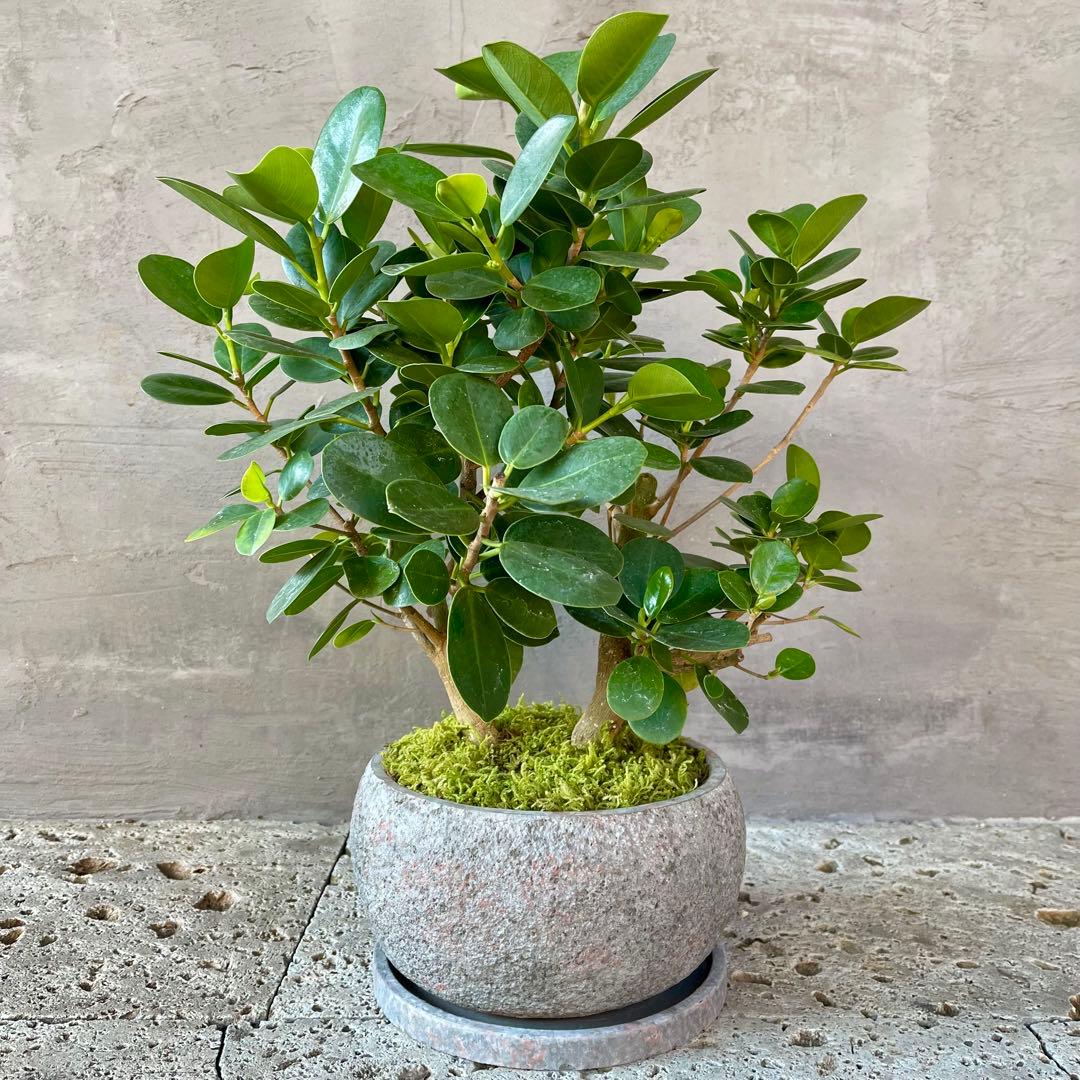 パンダガジュマル　天然苔　盆栽仕立て　陶器鉢　植え込み発送 パンダガジュマル 白丸陶器鉢 観葉植物 送料無料 プレゼント ギフト