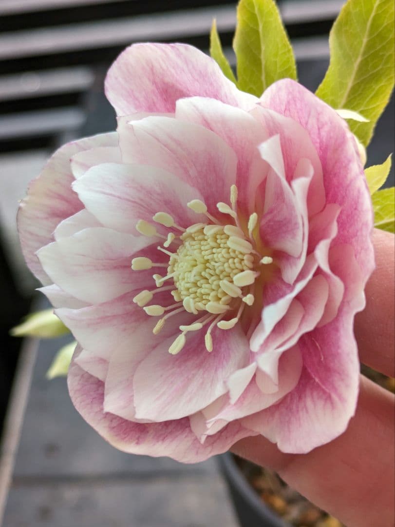 広瀬園芸】クリスマスローズオーレア系ピンクグラデーションdd