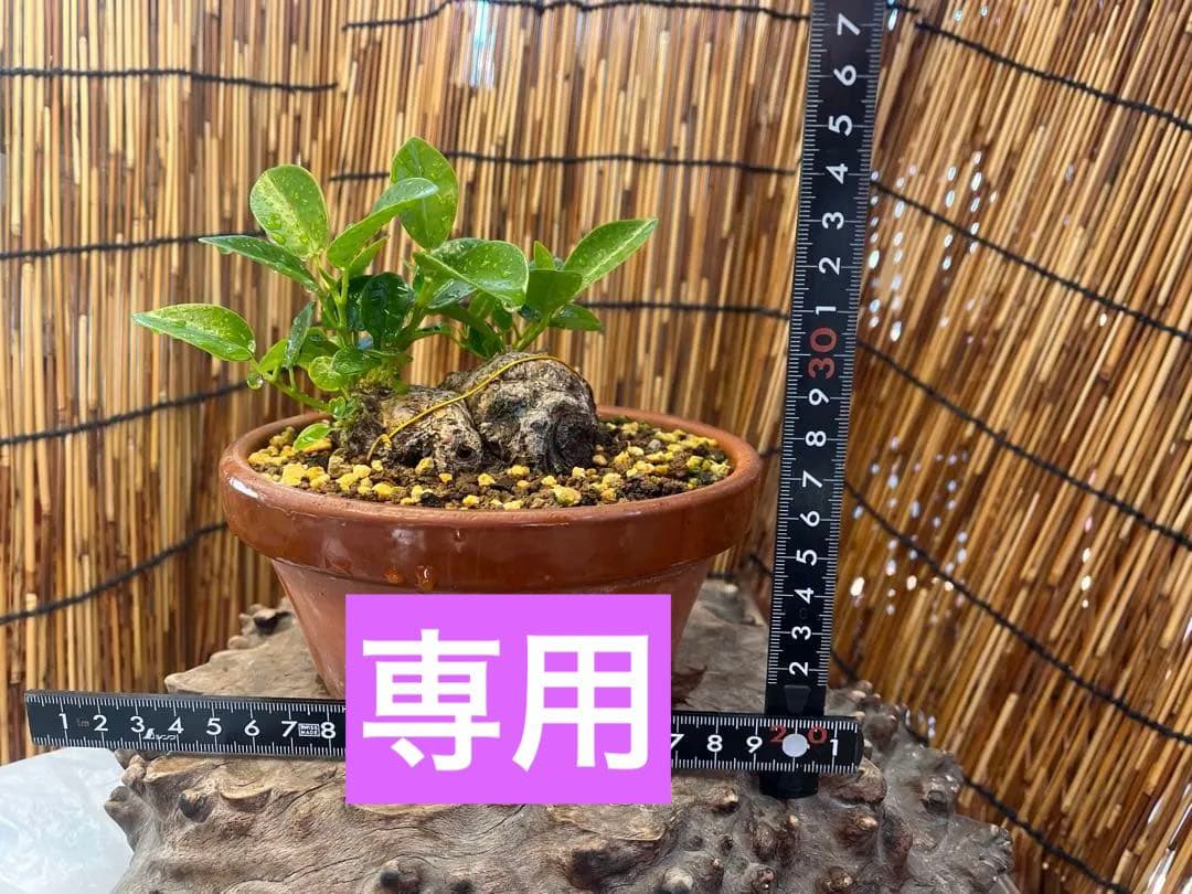 ✨✨✨superガジュマル【ジブリの世界】検/ガジュマル♪良品セール♪