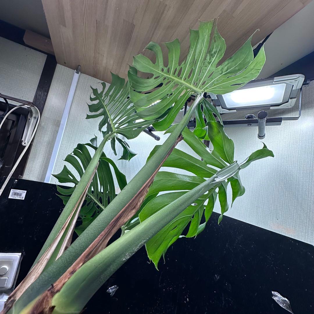 モンステラデリシオーサマクロコズム超希少系統鉢植え108㎝レア