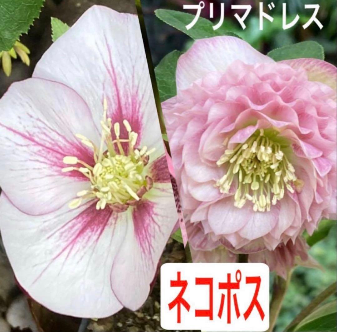 クリスマスローズ 交配苗 2苗【ネコポス】 - メルカリ