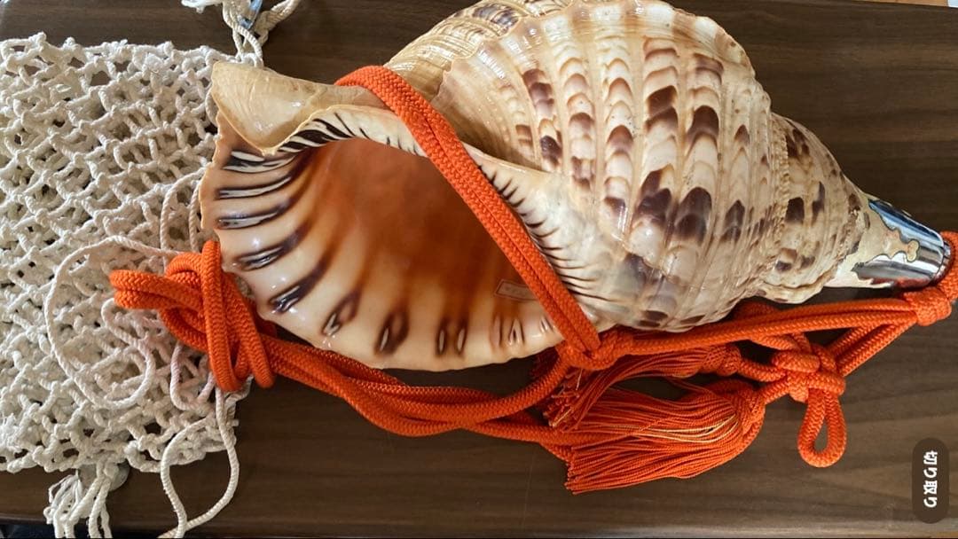 法螺貝 大型40cm 以上　吹き口付き 網袋・房付き 修験道 山伏 最高級 山伏修験法螺貝 黄金の吹口 桜吹雪 - 穂の国