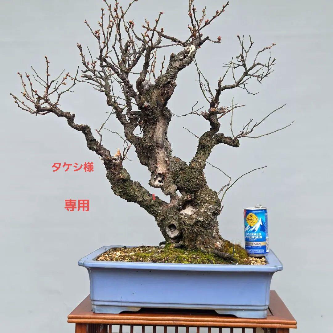 野梅(白一重)　梅[斜幹双幹木]　大品盆栽 タケシになります 野梅（白一重咲）約100年 | 雨竹亭オンラインショップ