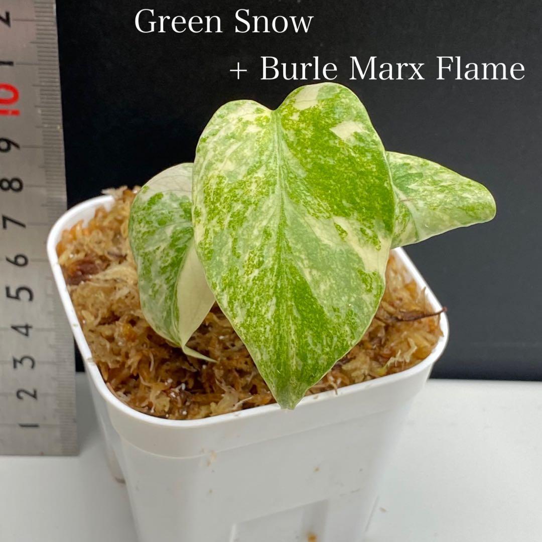 ク*ア様 モンステラ　グリーンスノー　バールマルクスフレーム　2株セット