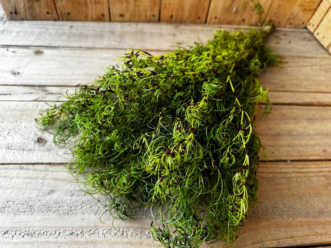 miki様 リクエスト 3点 まとめ商品