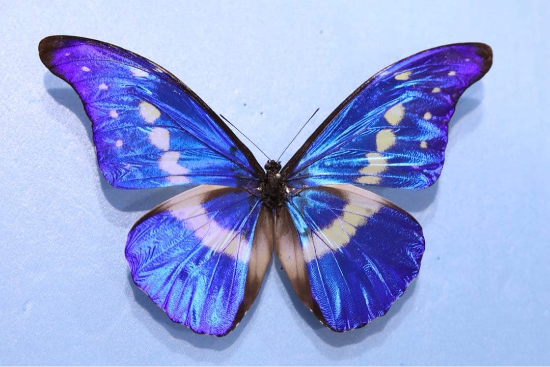 ヘレナモルフォ！大型！標本！4