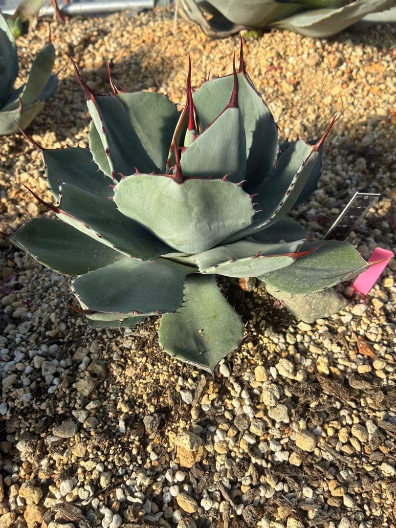 n*7様 祝　新年1発目　優秀株　パリー　パリートランカータ