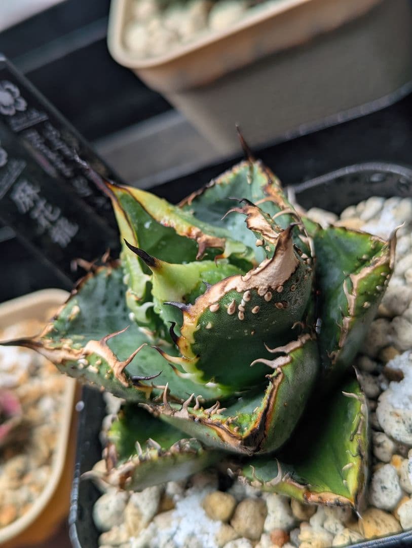 秘蔵株 チタノタ「スーパー麻花」超ブツブツ SUPER MaHua 超短葉 アガベ チタノタ 悪魔（スーパーチタノタ）061 – linkplants -リンク