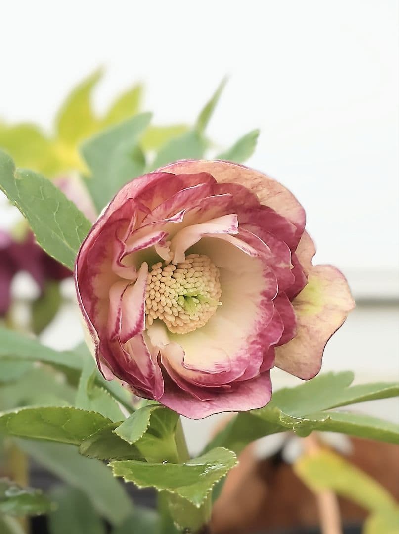 n*3様 クリスマスローズ 園芸ネット本店｜クリスマスローズ：神楽3.5号ポット の通販【公式】