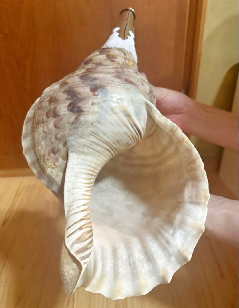 大型修験道法螺貝39㎝ 山伏 密教 魔除け 熊よけ❣️ホラガイ ほら貝