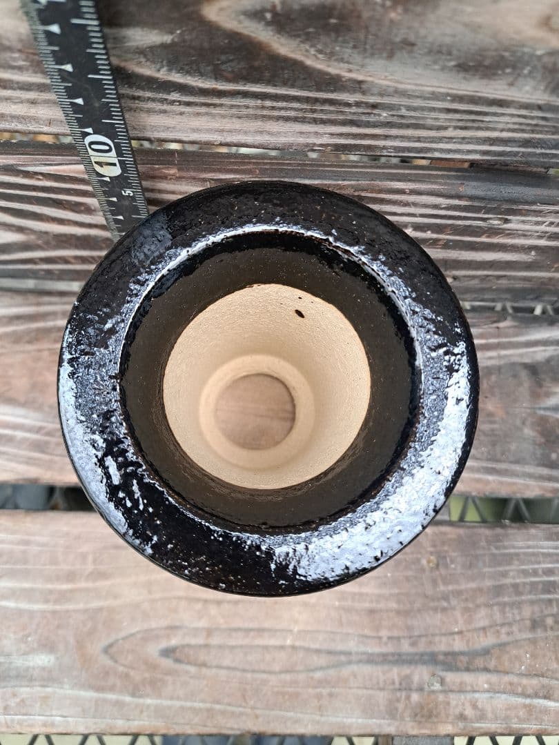 錦鉢 万年青 オモト 長生蘭 風蘭 古典植物 植木 観葉植物 インテリア 園芸