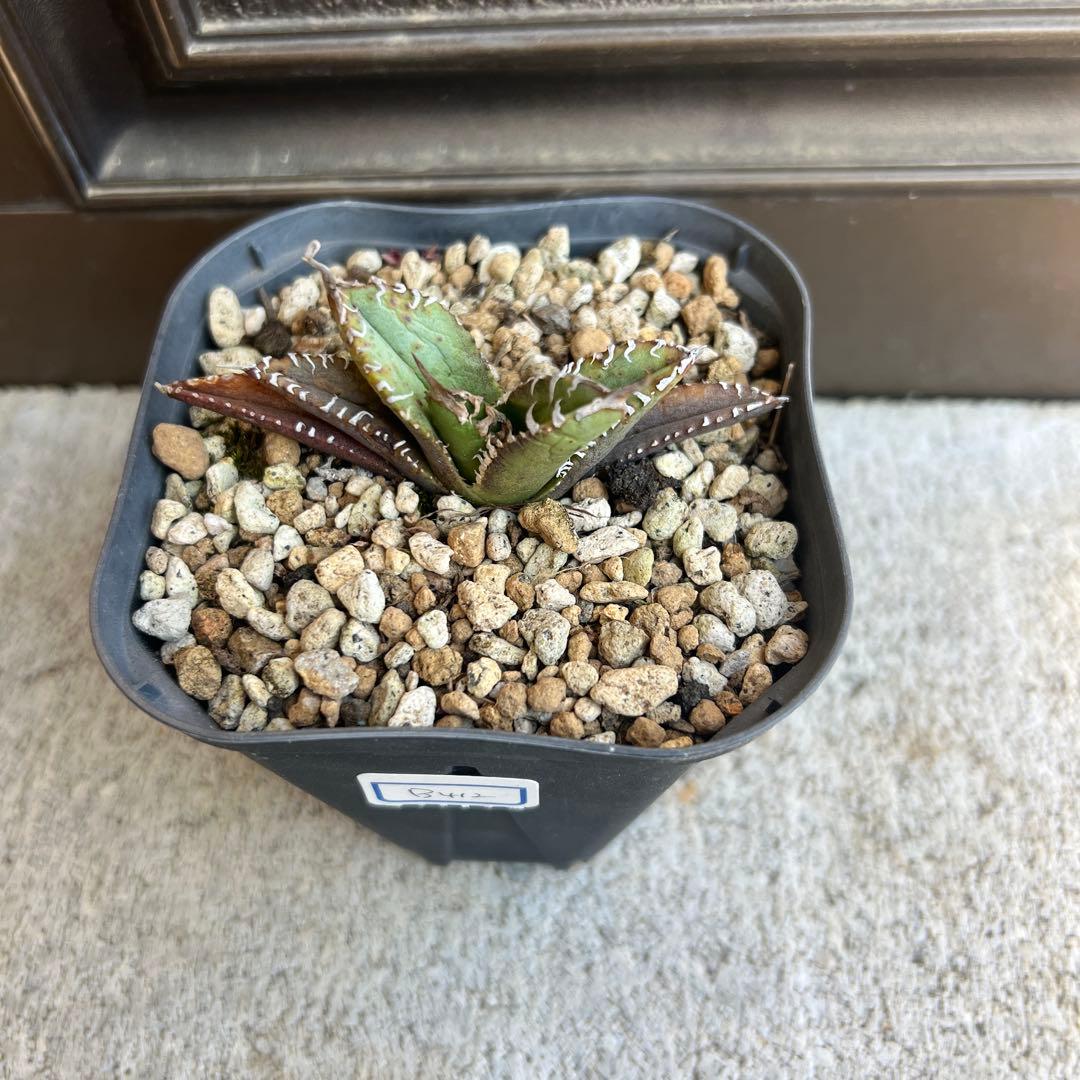 セールSALE‼️アガベチタノタ白幽霊‼️6898-3300 - メルカリ