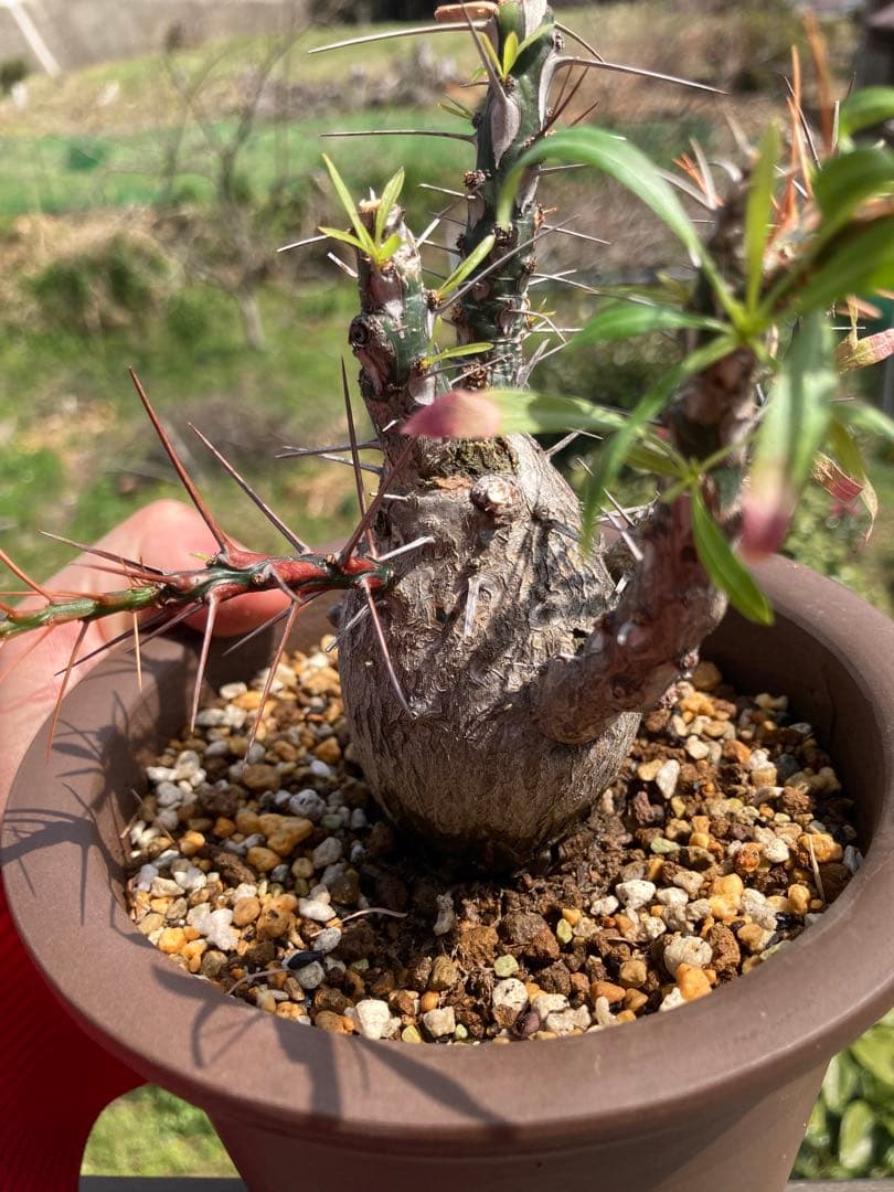 早い者勝ち】【実生10年以上】【鉢ごと発送】フォークイエリア