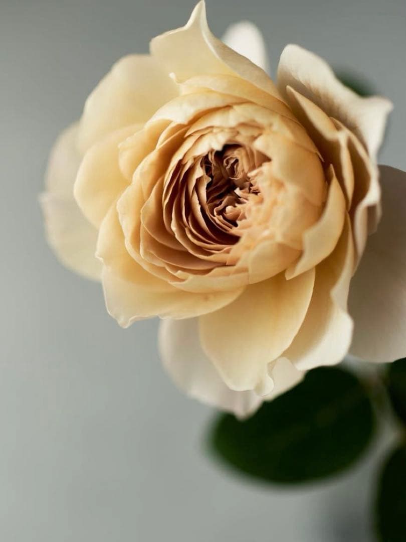 和バラ　バラ苗　和薔薇　正規品　最高傑作のバラ　レア 希少