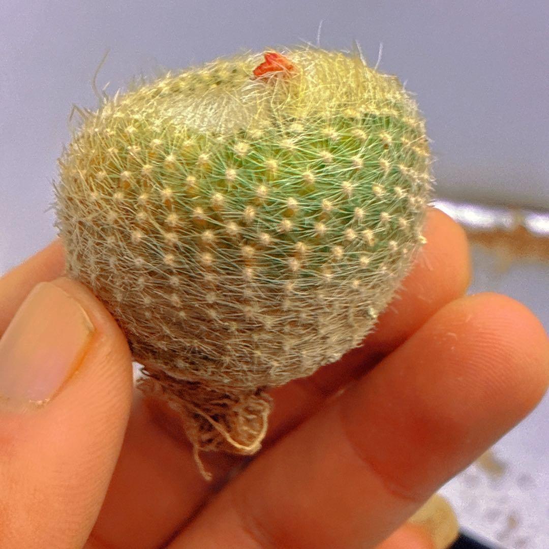 Z59黄色の毛が生えた球形サボテン、白雪光锦， - メルカリ