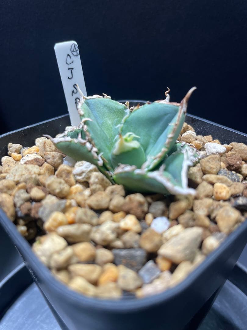 アガベ チタノタ ホオジロザメ 大白鯊 CJスペシャル ④ - メルカリ