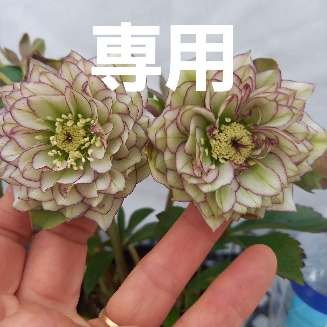 やや多弁♪可愛いピコティ♪クリスマスローズ、大苗、開花株 - メルカリ