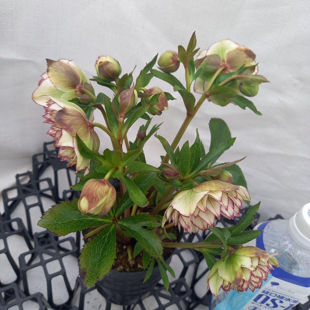 やや多弁♪可愛いピコティ♪クリスマスローズ、大苗、開花株 - メルカリ