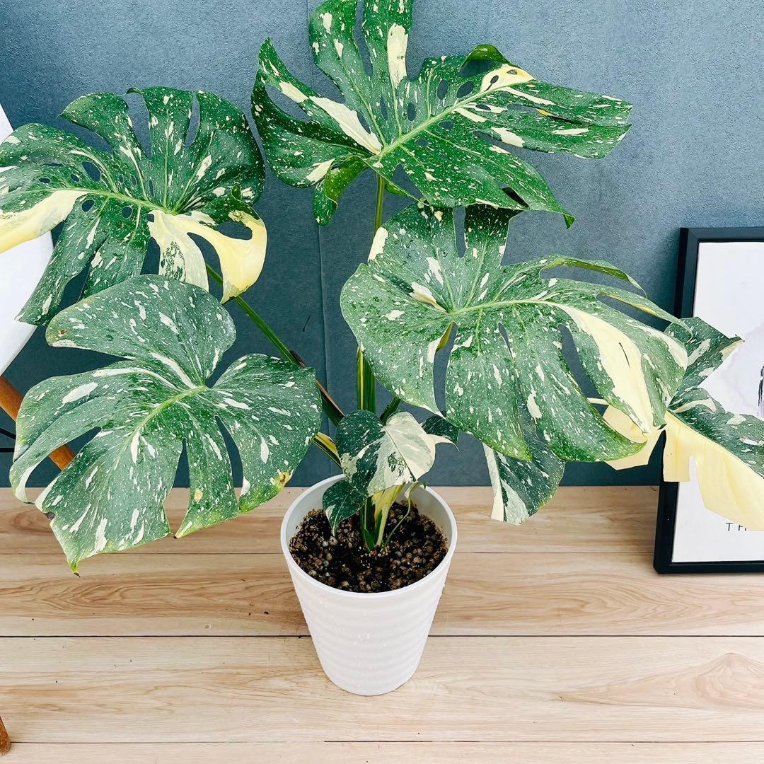 ［現品］【希少】26番　モンステラ　斑入り　7号　レア　観葉植物　室内　大型