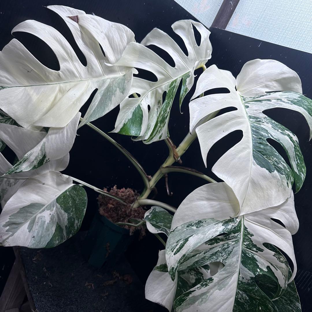 斑入りモンステラ ホワイトタイガー極美大株56cm白斑多 - メルカリ