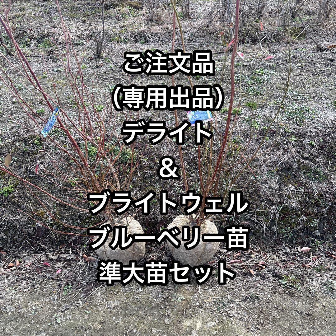 デライト＆ブライトウェル　ブルーベリー苗　準大苗セット
