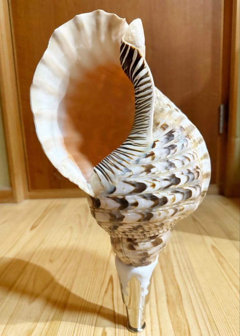 大型39㎝修験道法螺貝　山伏　密教　魔除け　熊よけ❣️ホラガイ　ほら貝