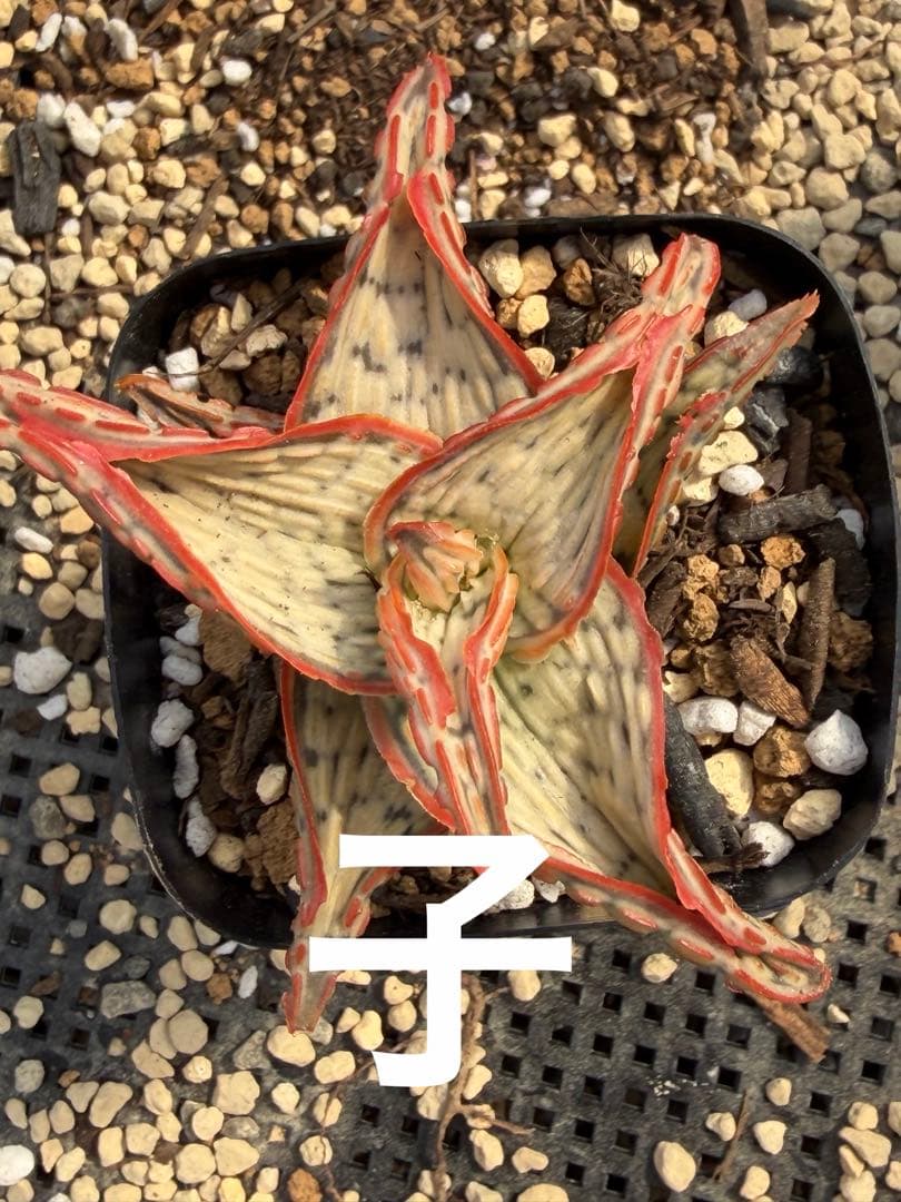 アロエ ハイブリッド 子株Aloe hybrid 第四種 Fe−42 - メルカリ