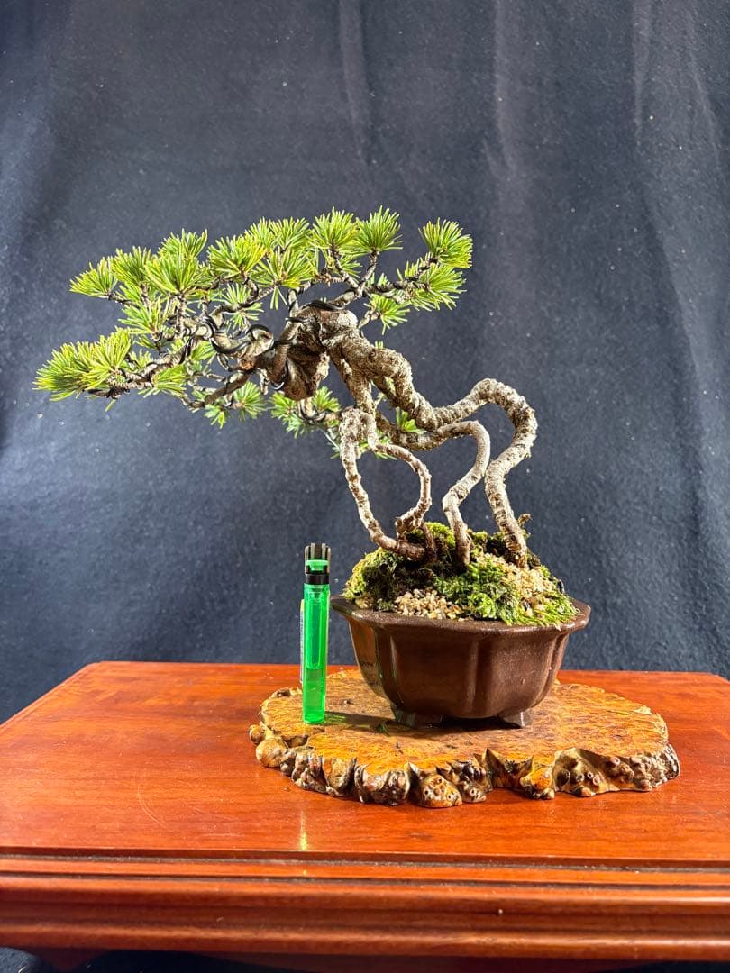 貴風盆栽、赤石五葉松、根上がり 懸崖作り、実生40年強 medabon