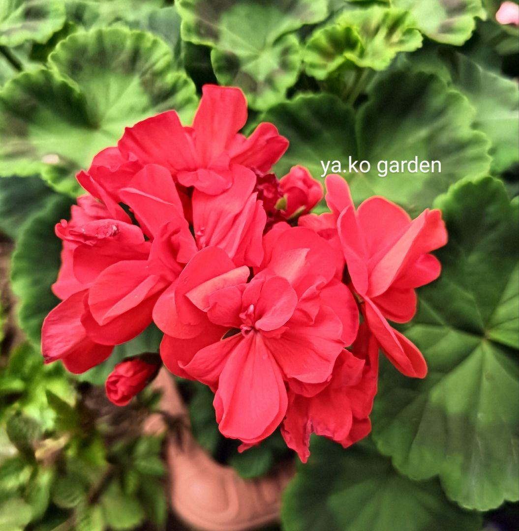 7/8D ゼラニウム 苗 濃いオレンジ 花付き 八重咲 花苗 大きめ苗 匿名