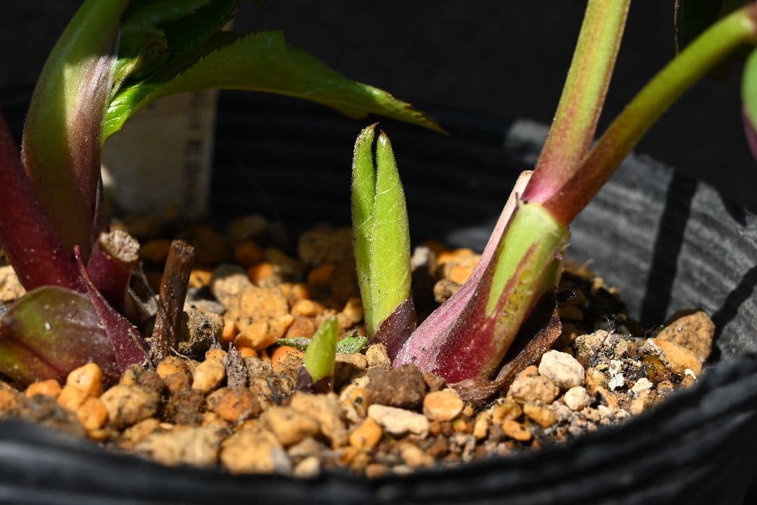 クリスマスローズ 認定！グロッシー ゴールド レッドタイプ 加藤農園