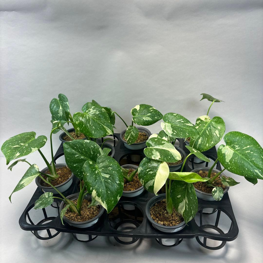 テ*ー様 10株セットms23【特別選抜】モンステラ・タイコンステレーション 斑